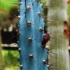 Cereus_aethiops